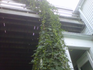Can't you just picture me climbing this? Mell and the Hop Stalk! Way better than a bean stalk.